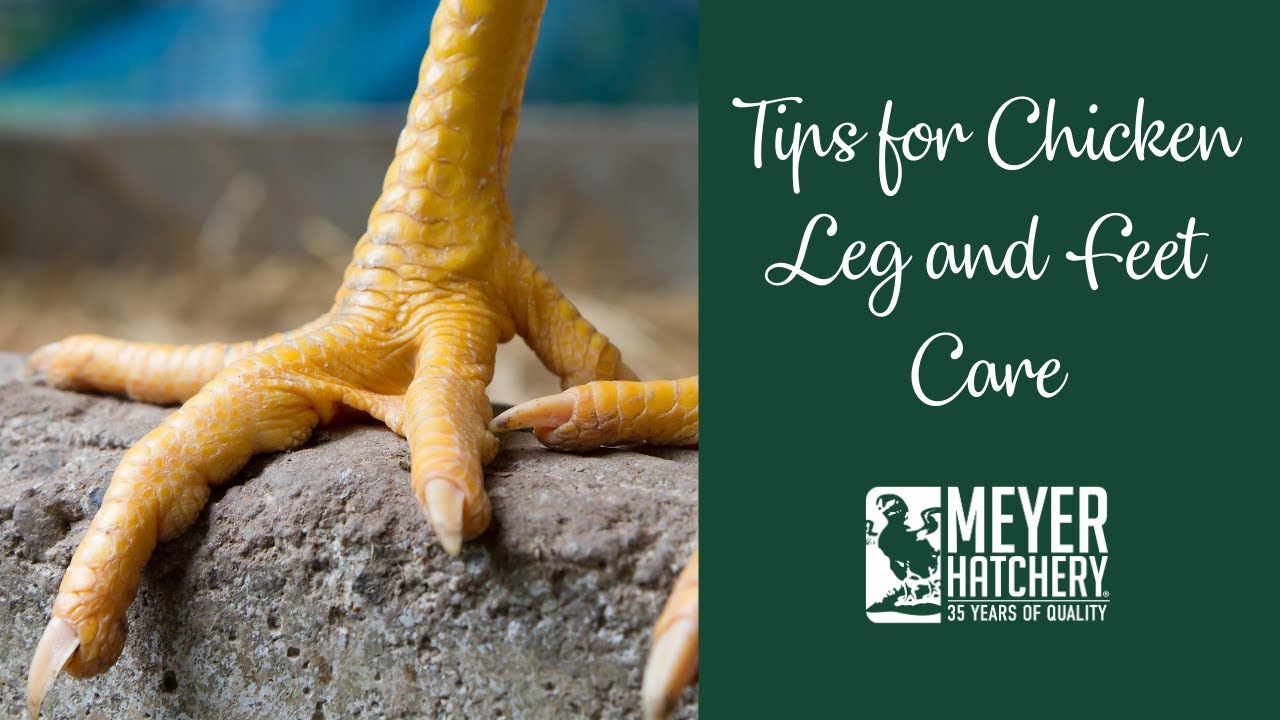 Throwback Video - Tips and Trick for Chicken Feet Care