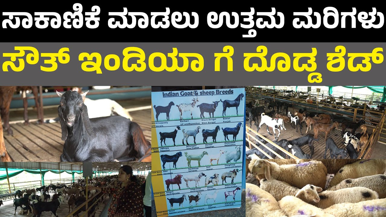 Vistara Goat and Sheep Farm Bengaluru I ಸೌತ್ ಇಂಡಿಯಾ ಗೆ ದೊಡ್ಡ ಶೆಡ್ I goat farm bangalore