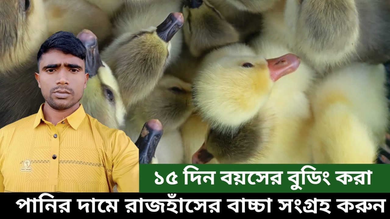 সাশ্রয় মূল্যের রাজহাঁসের বাচ্চা সংগ্রহ করুন#01799855107 #birds #farming 