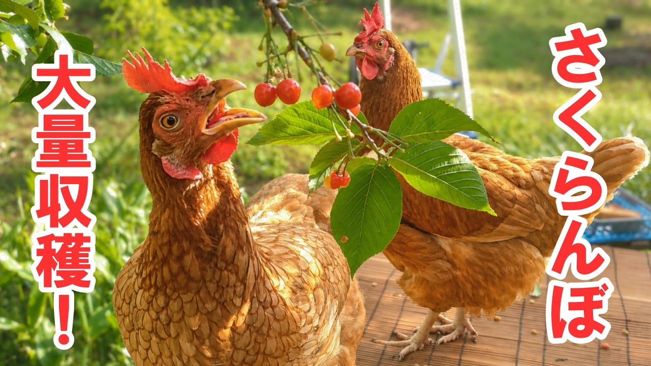 さくらんぼ収穫のお手伝いをするニワトリ【鶏飼育】※さくらんぼの注意事項は概要欄へ　#87