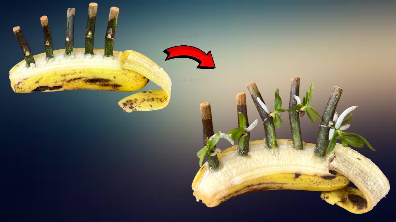 🌺Just bananas! How to make orchids germinate instantly, simple and effective.