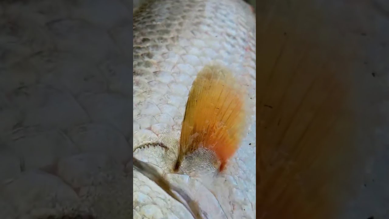 fish fish catching videos 