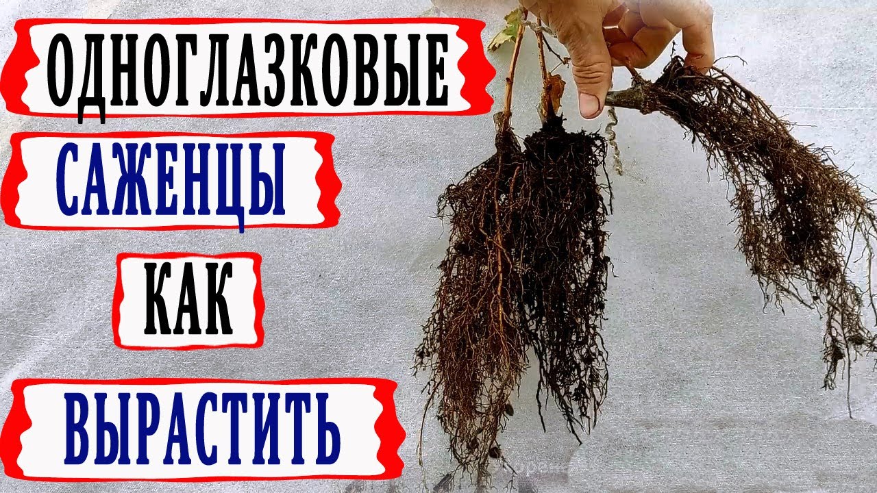 🍇 Как из ОДНОГЛАЗКОВОГО черенка получить полноценный САЖЕНЕЦ. Весь процесс от весны до осени.