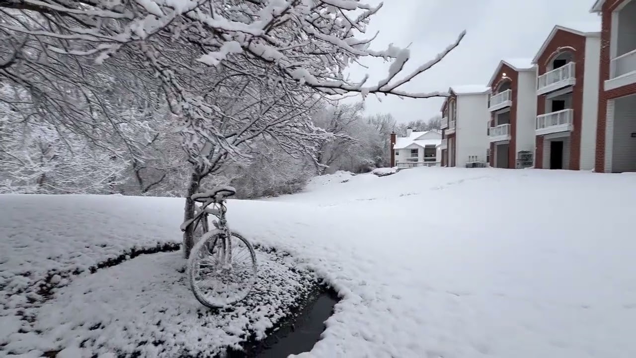 Snowy Mornings and quiet walks -Peaceful Moments with Chirping Birds. 