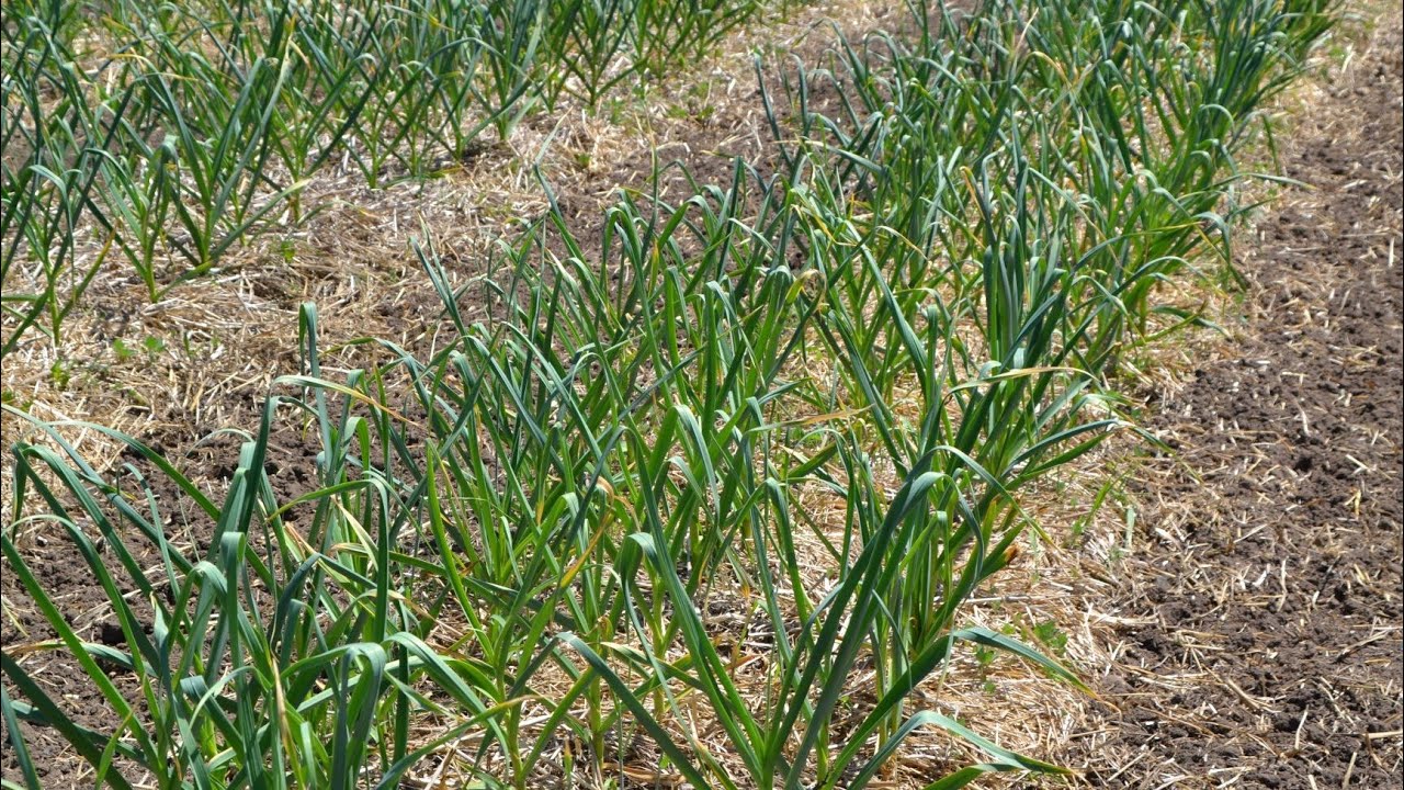 Garlic Production at Grade A Garden: Harvest, Bunching, Hanging & Curing - Virtual Field Day
