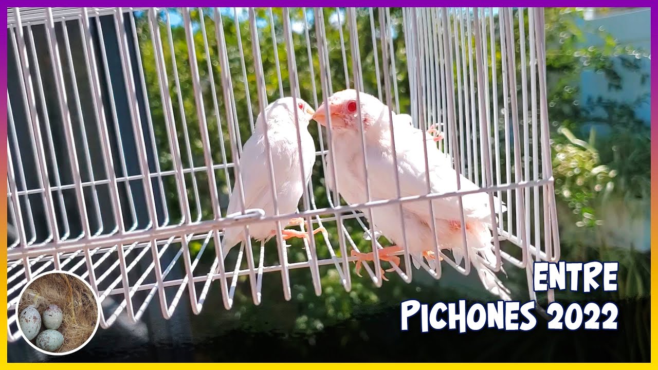 Entre pichones 2022🦜