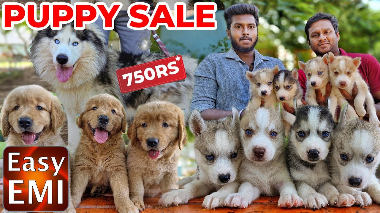 PUPPIES For Sales| Delivery Available | Puppy's Price List | Kennel in Tamilnadu | Namma MKG puppies