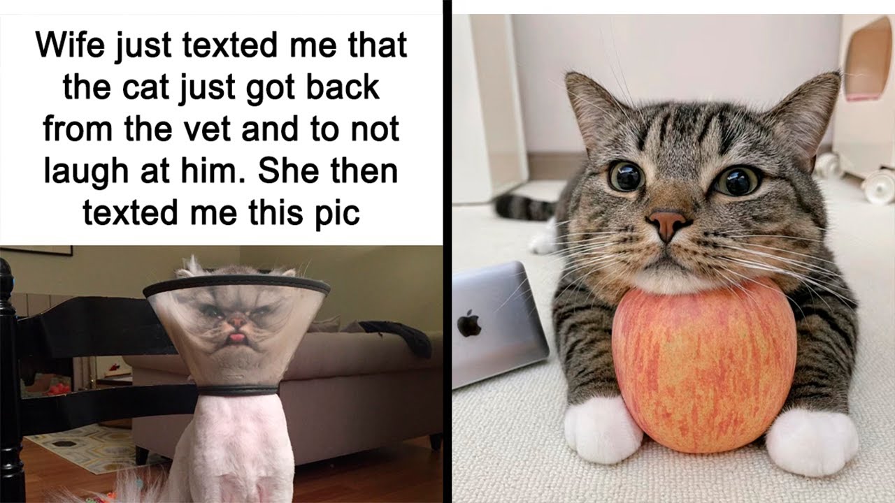 Hilarious And Adorable Cat Memes That Prove Why The Internet Loves Them So Much