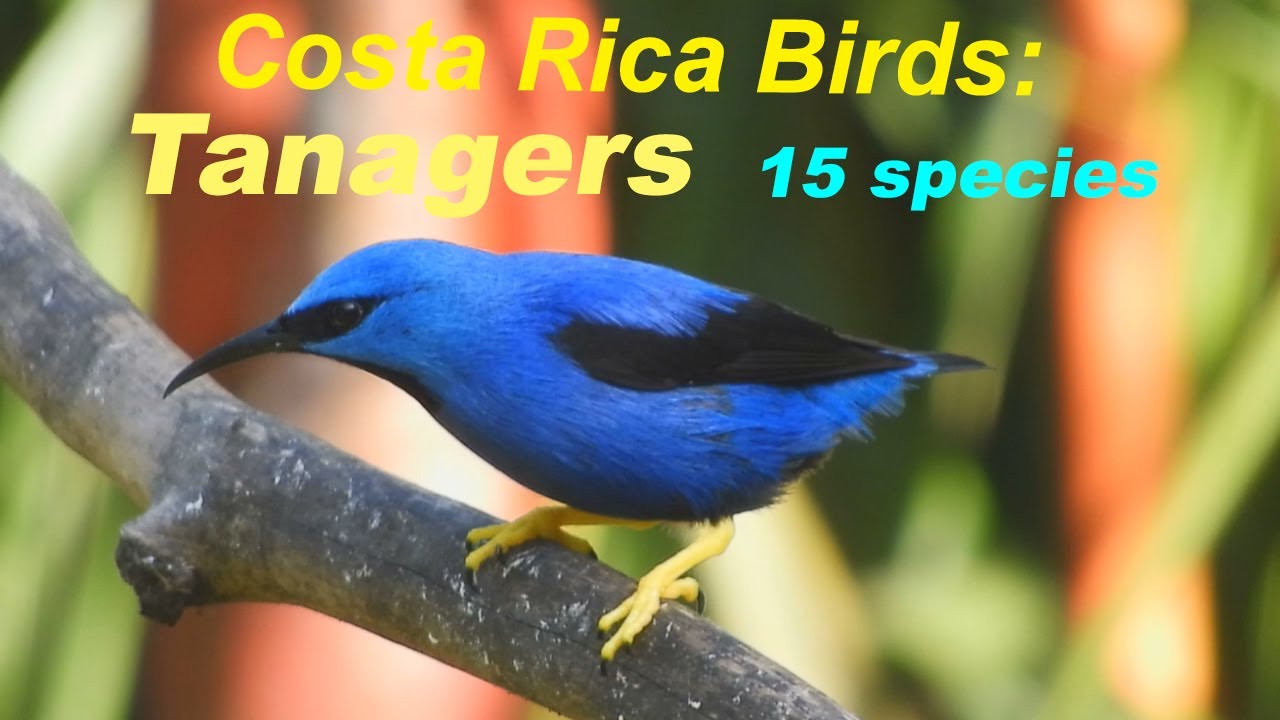 Costa Rica Birds:   Tanagers   - 15 species