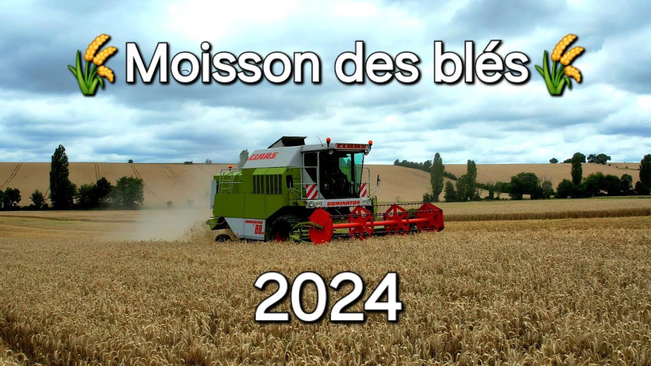 Moisson des blés 2024🌾