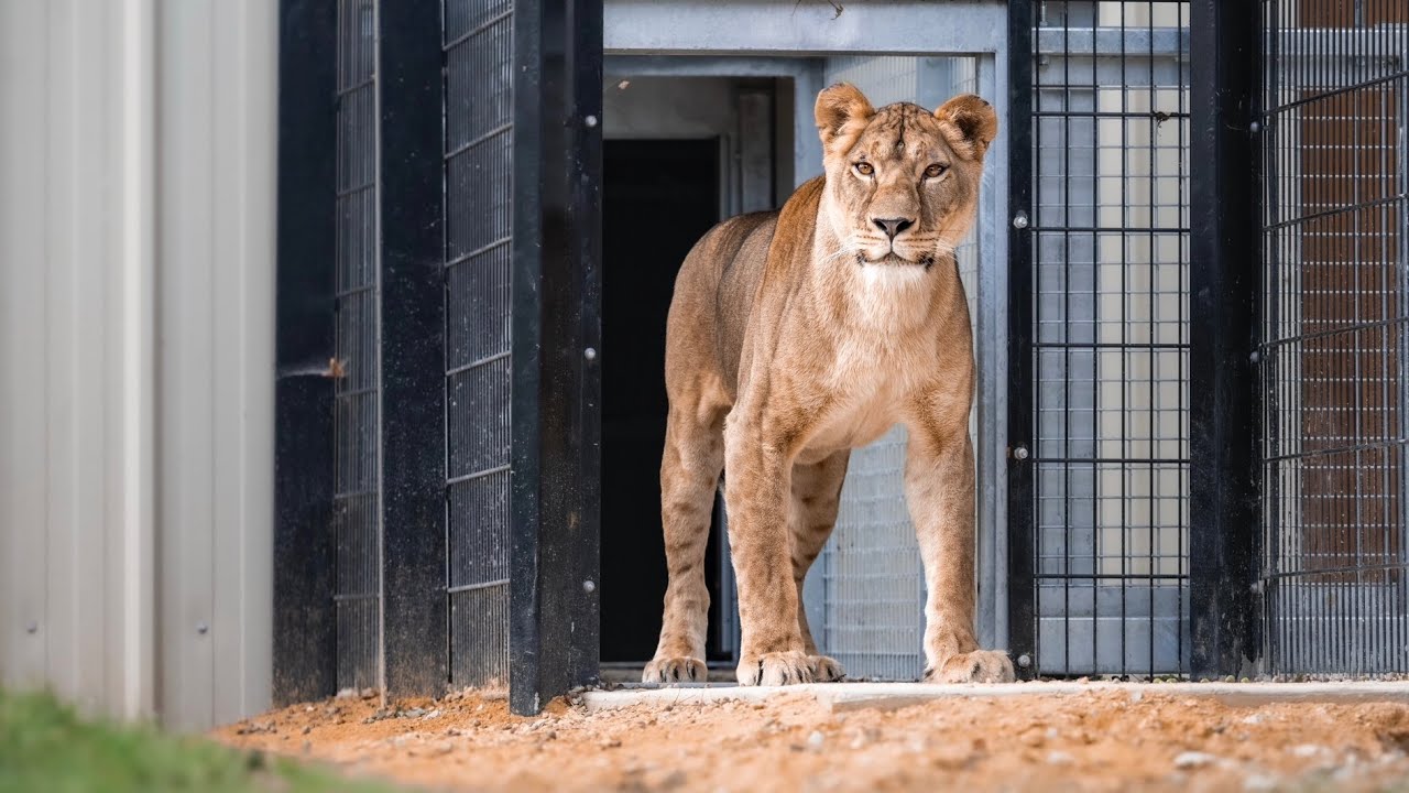 Rescued Lioness, Yuna, Steps On Grass For The FIRST Time In Her Life… | The Big Cat Sanctuary