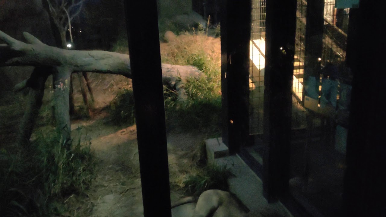 続★秋zooナイト★沖縄こどもの国★ライオン・獅子㉒セラム、暗くなってきたけど、まだまだ、サービスしてくれます・・・・white_Lion Okinawa Zoo & Museum(20201017)