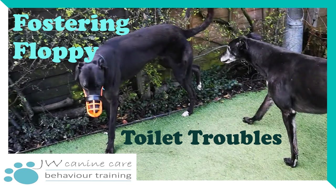 Fostering Floppy: Toilet troubles