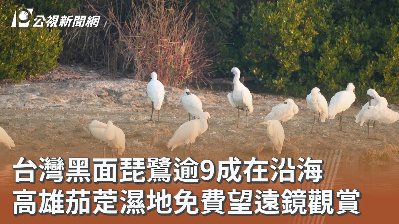 台灣黑面琵鷺逾9成在沿海 高雄茄萣濕地免費望遠鏡觀賞｜20260215 公視午間新聞