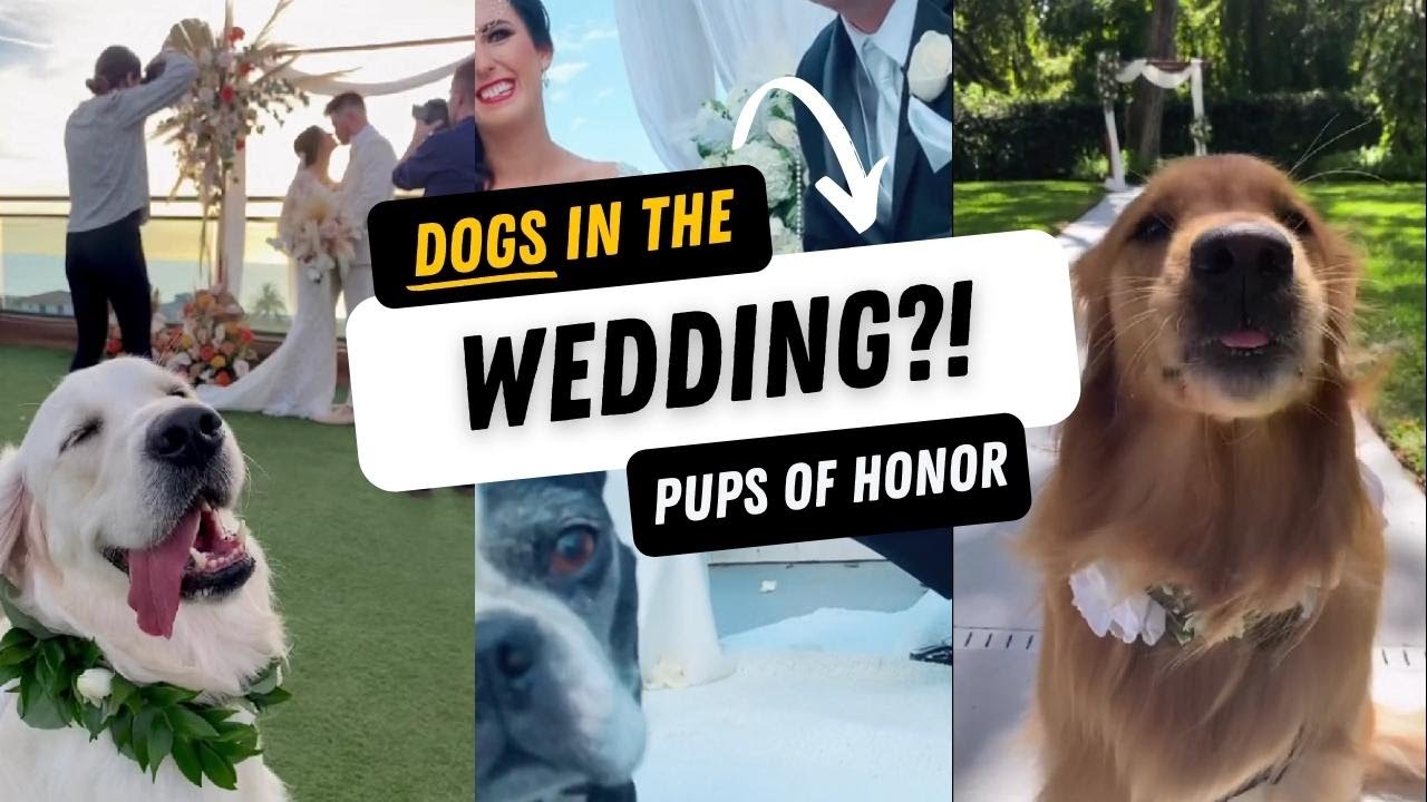 Dogs in Weddings?! Cutest Dogs of Honor Walk Down the Aisle