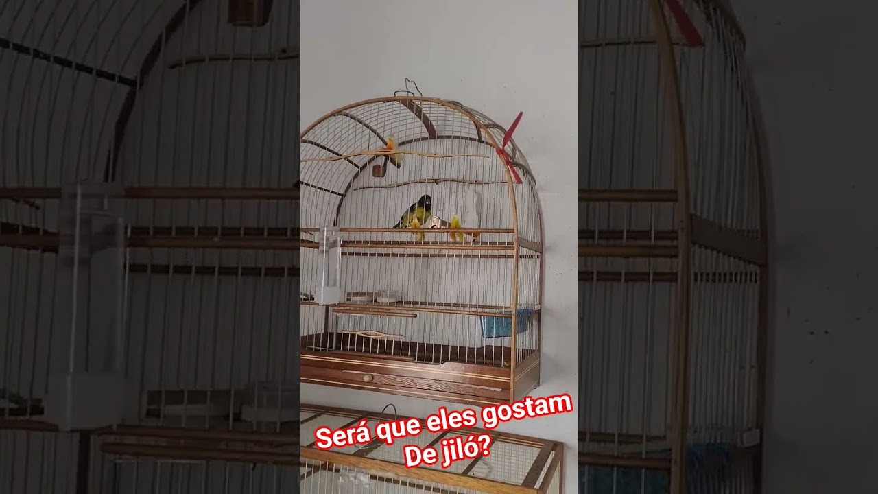 #pintassilgovenezuelano