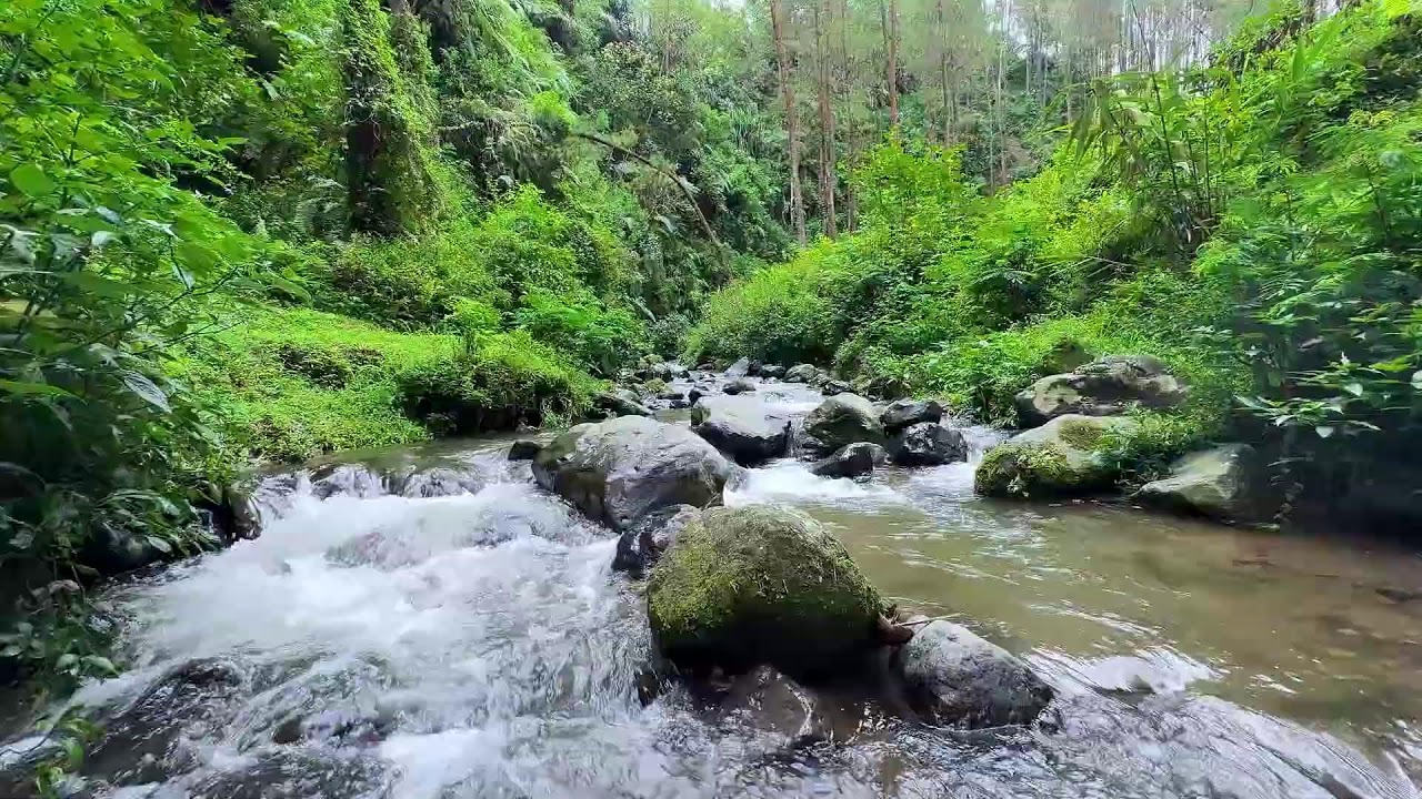 Let the river quiet your thoughts in a misty valley forest to guide you gently into peaceful sleep