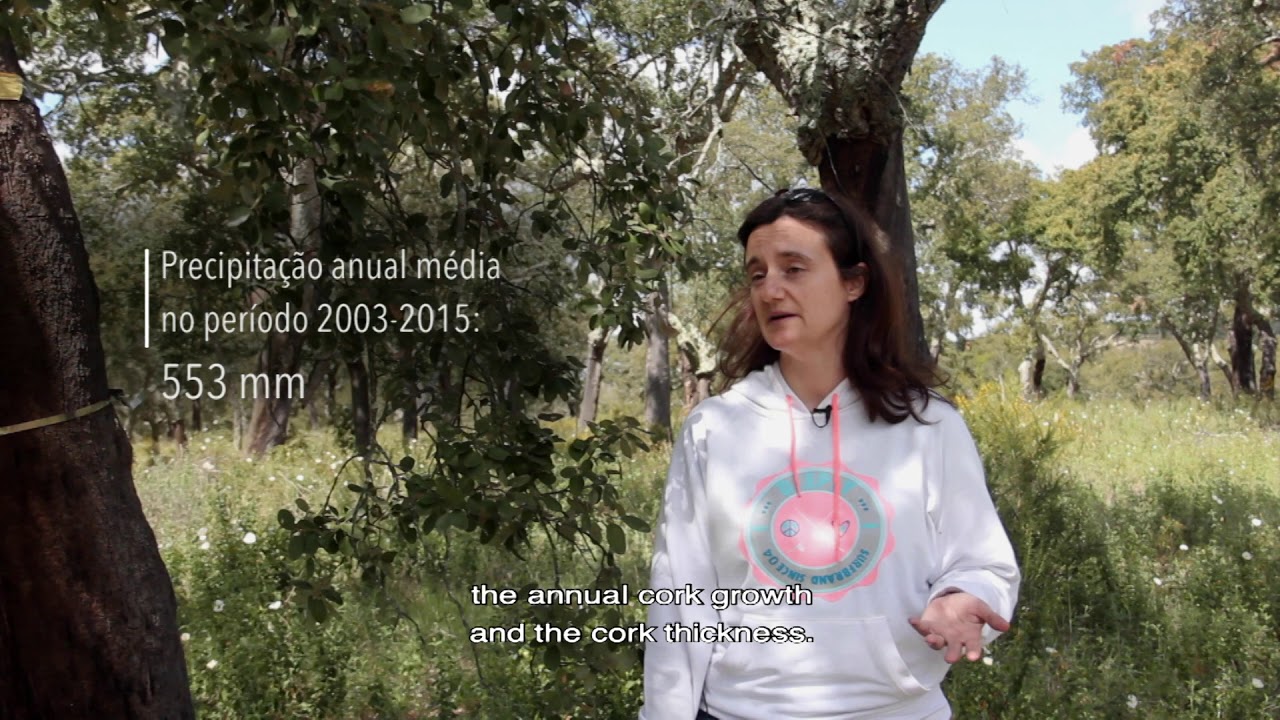 AFINET - Managing understory in cork oak  Montado