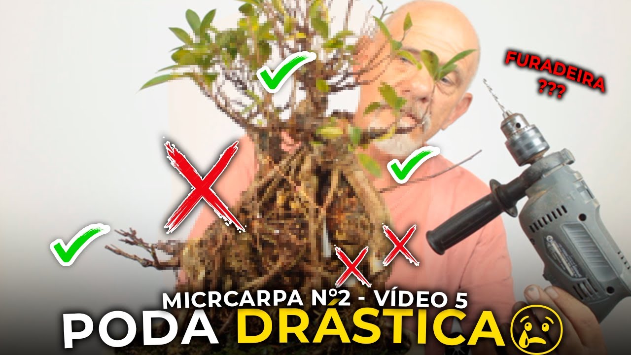 PODA DRÁSTICA EM BONSAI DE FIGUEIRA | Ficus Microcarpa Nº2 - Vídeo 5