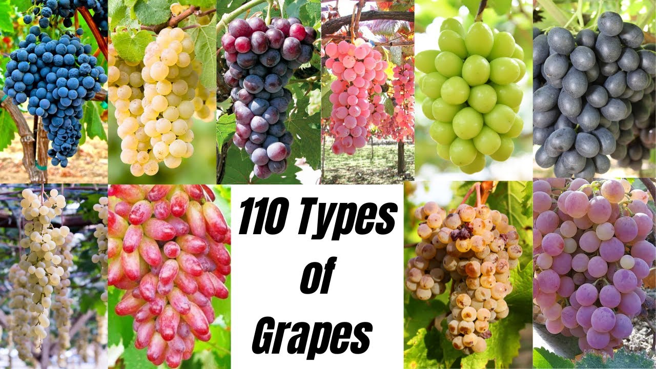 110 Amazing Types of Grapes