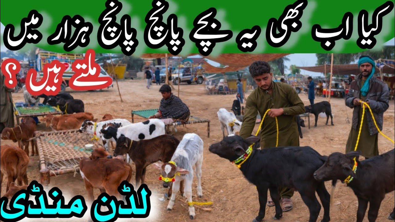 ZERO SIZE CALF LATEST PRICE IN LUDDAN CATTLE MARKET // Sahiwal Cholistani Bachray Buffalos Farming