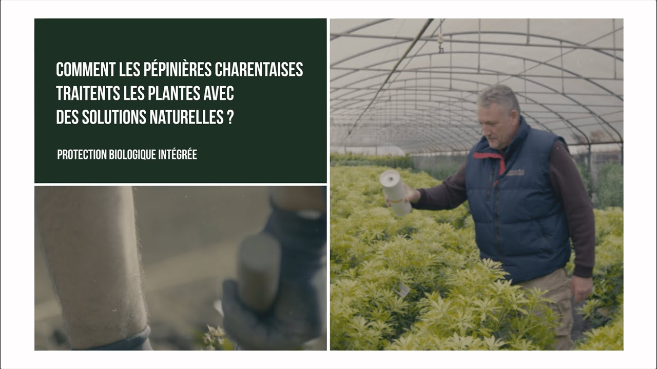 Protection Biologique Intégrée : Comment les Pépinières Charentaises traitent