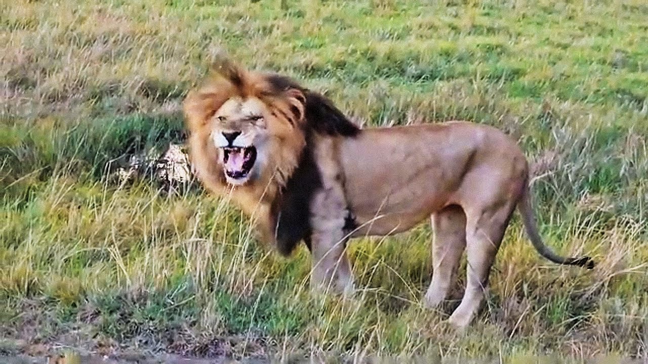 Picture Perfect Male Lion Osupaat with his sons | Masaimara | 19 October 2025