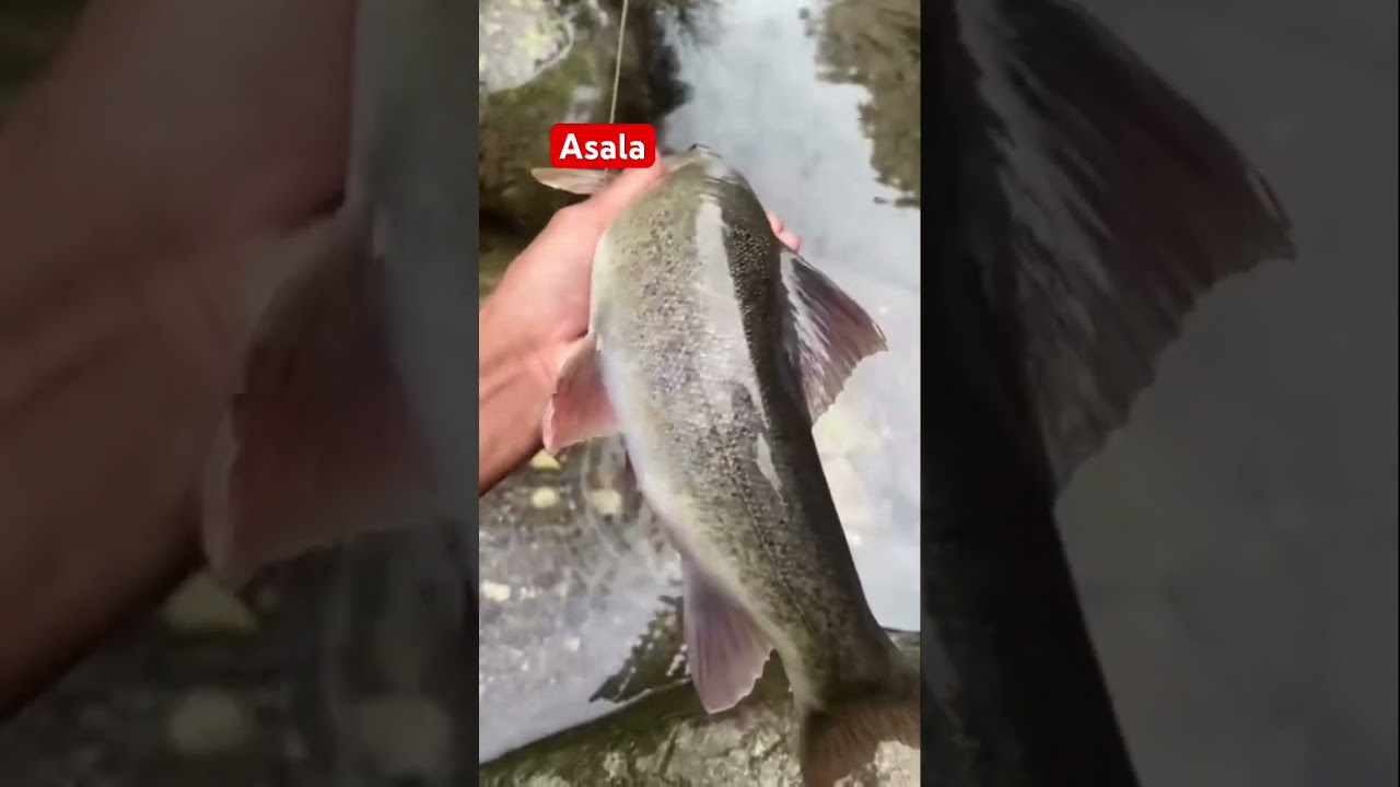 Asala maxa🐋🐋 