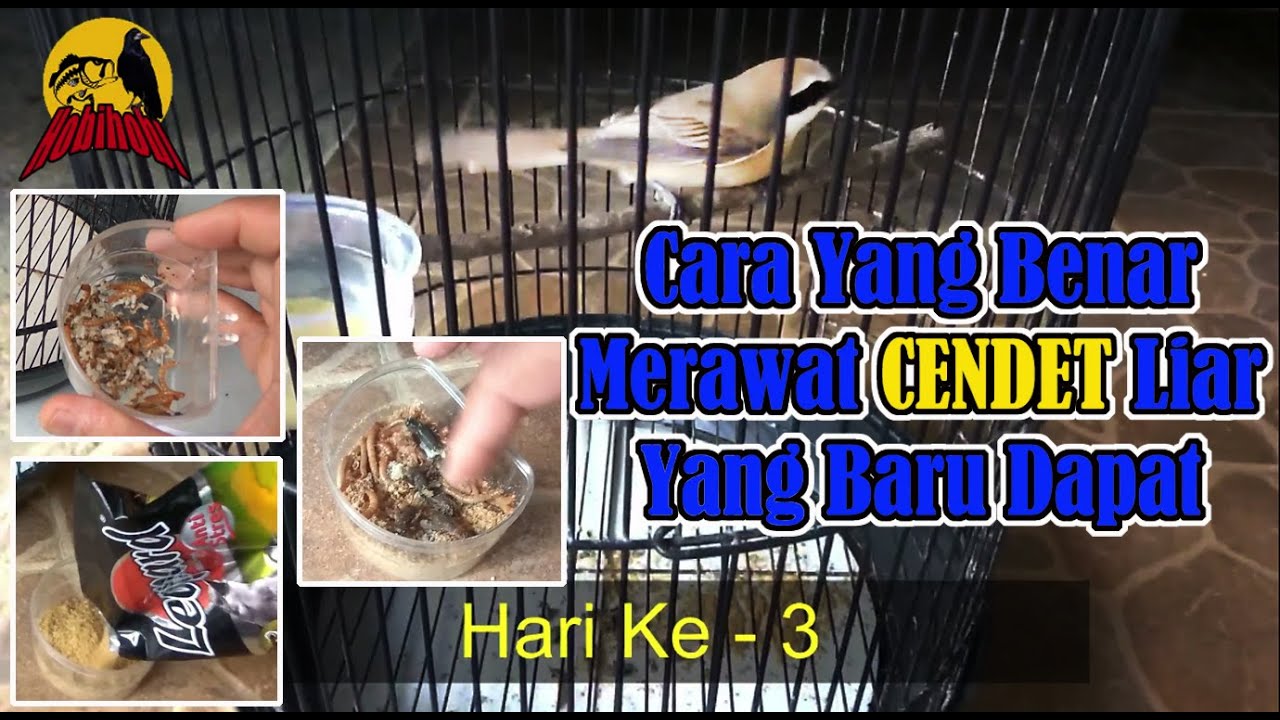 Cara Merawat Cendet yang Baru dapat Agar Makan Vour dan menjinakkan nya #HF-0044