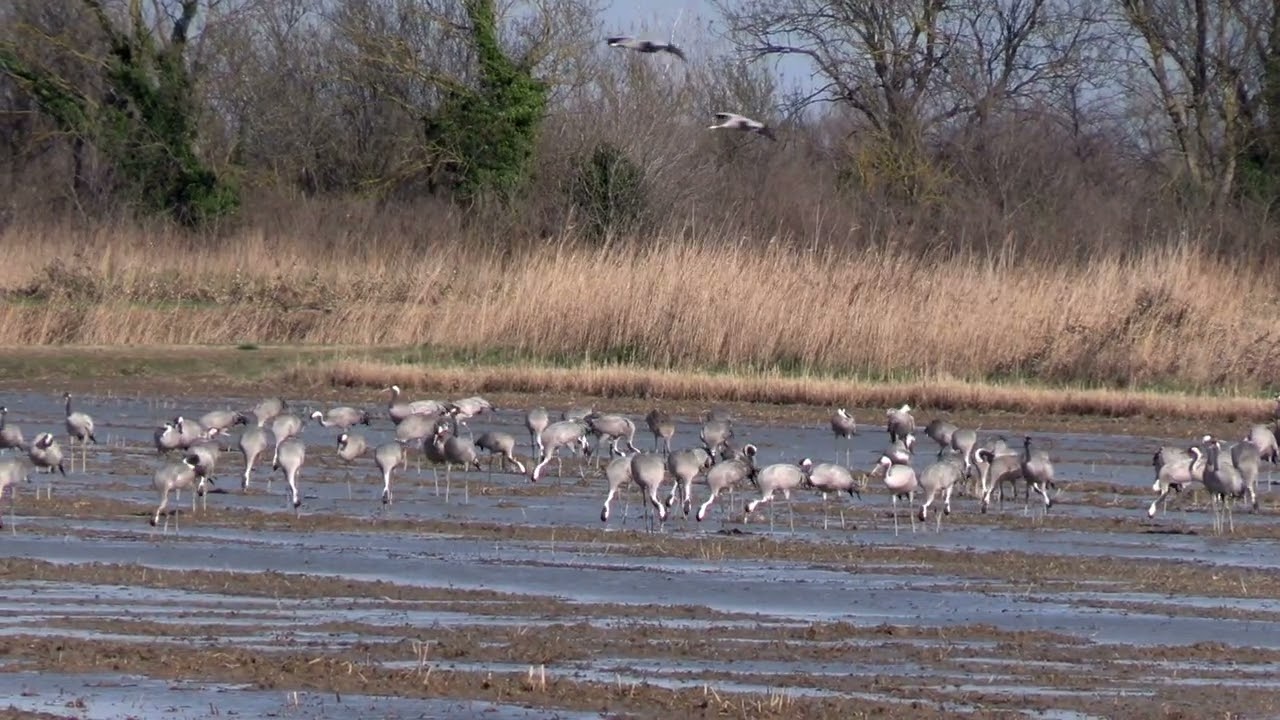 Grues et ibis en février (Camargue)