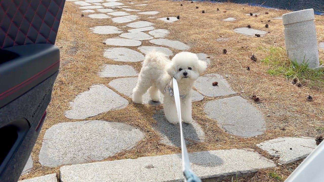 집 가는 줄 알고 차 안 타는 강아지