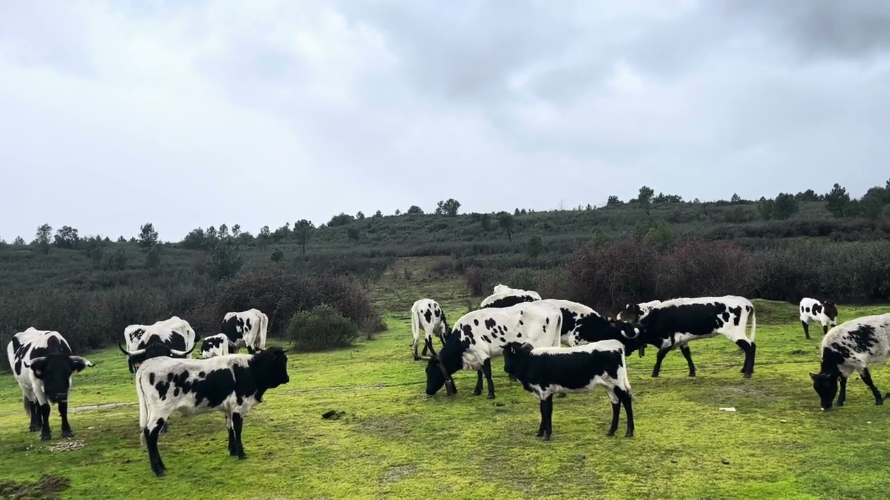 Tarde de frío con las berrendas. Feliz noche de Reyes autóctonos.