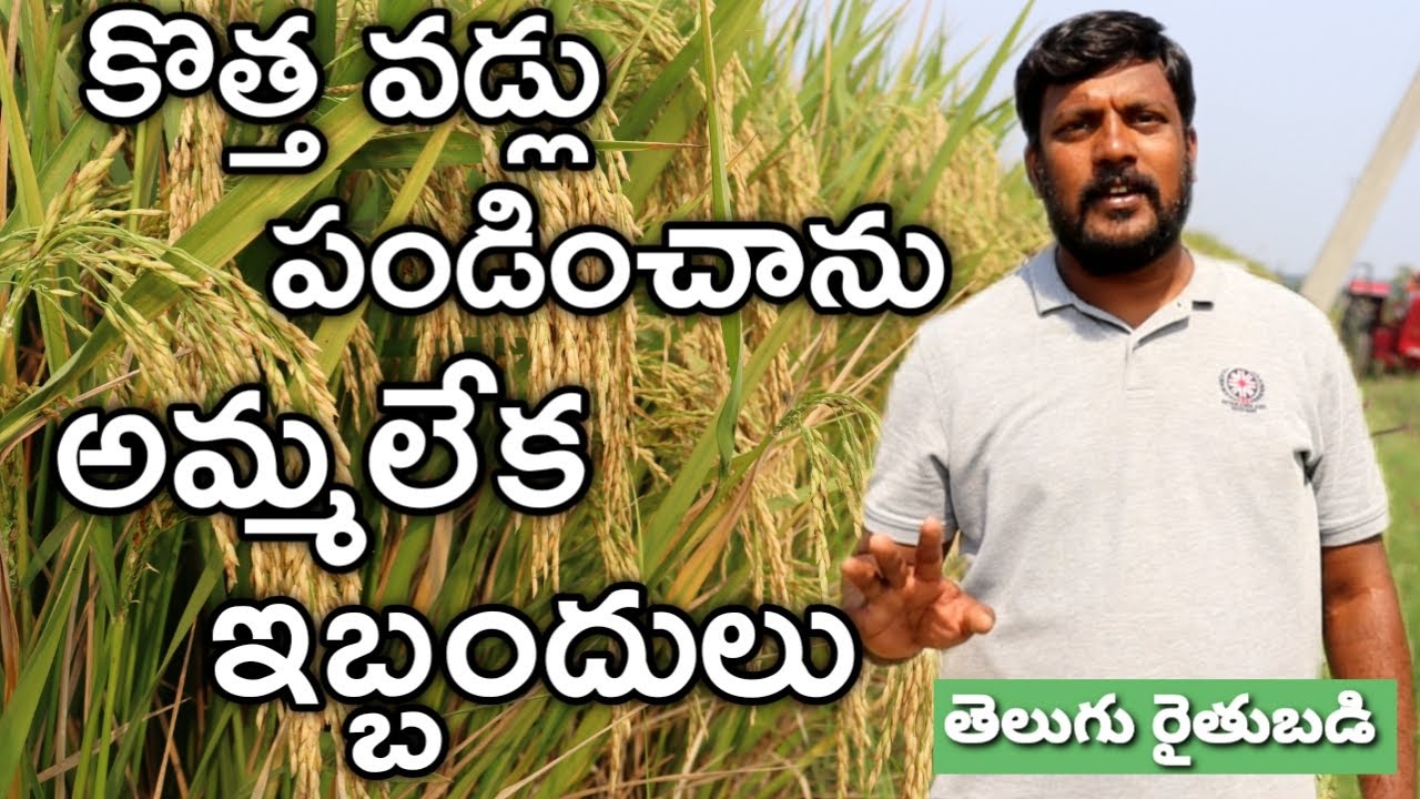 కొత్త వరి రకం సాగుతో ఇబ్బందులు పడ్డాను | MTU 1271 ఎవరూ కొనలేదు | రైతు బడి