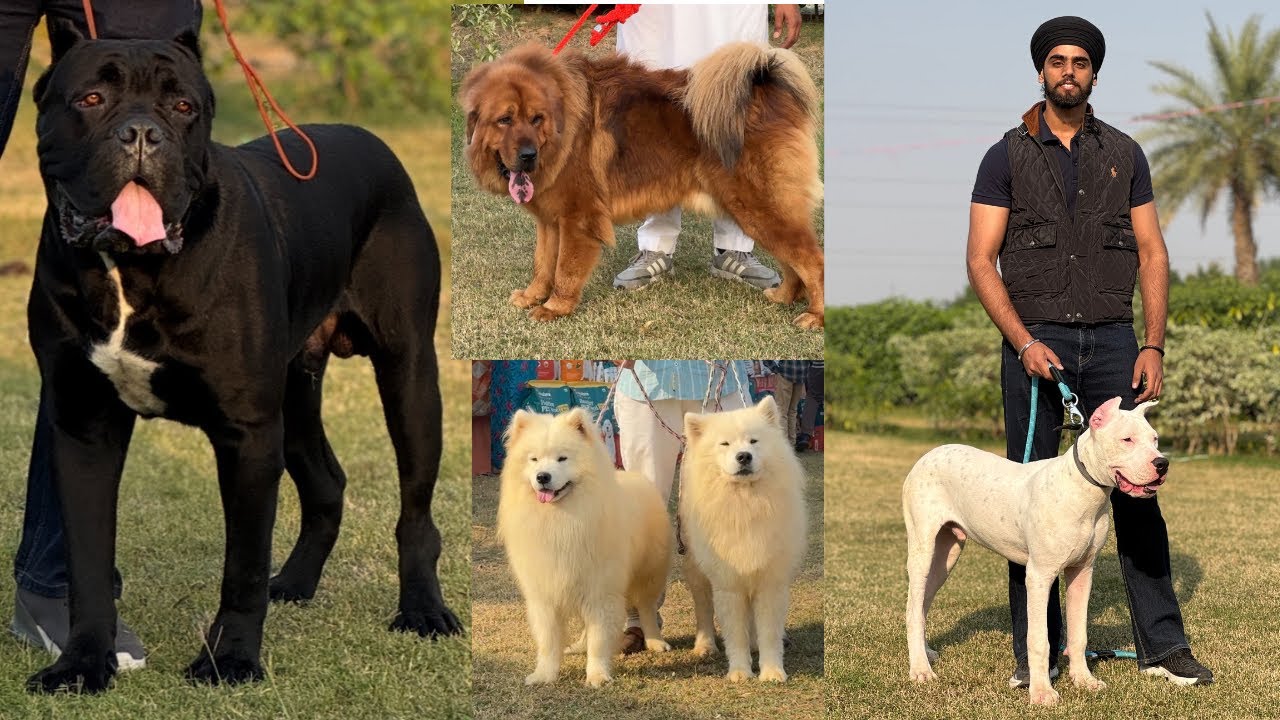 Ludhiana Dog Show Punjab 2025🔥 Exotic Dogs and Best dogs in ludhiana ‼️ Biggest dog show in India ❤️