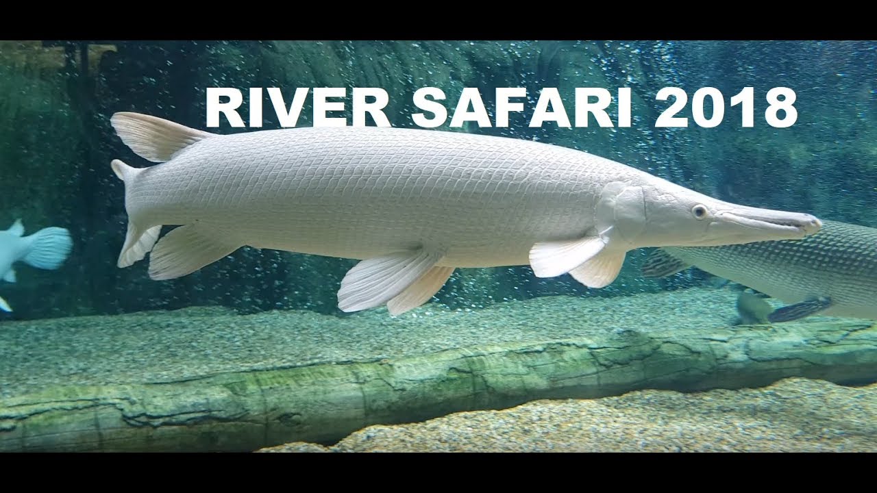 BEST FRESHWATER EXHIBITS! SINGAPORE RIVER SAFARI 2018