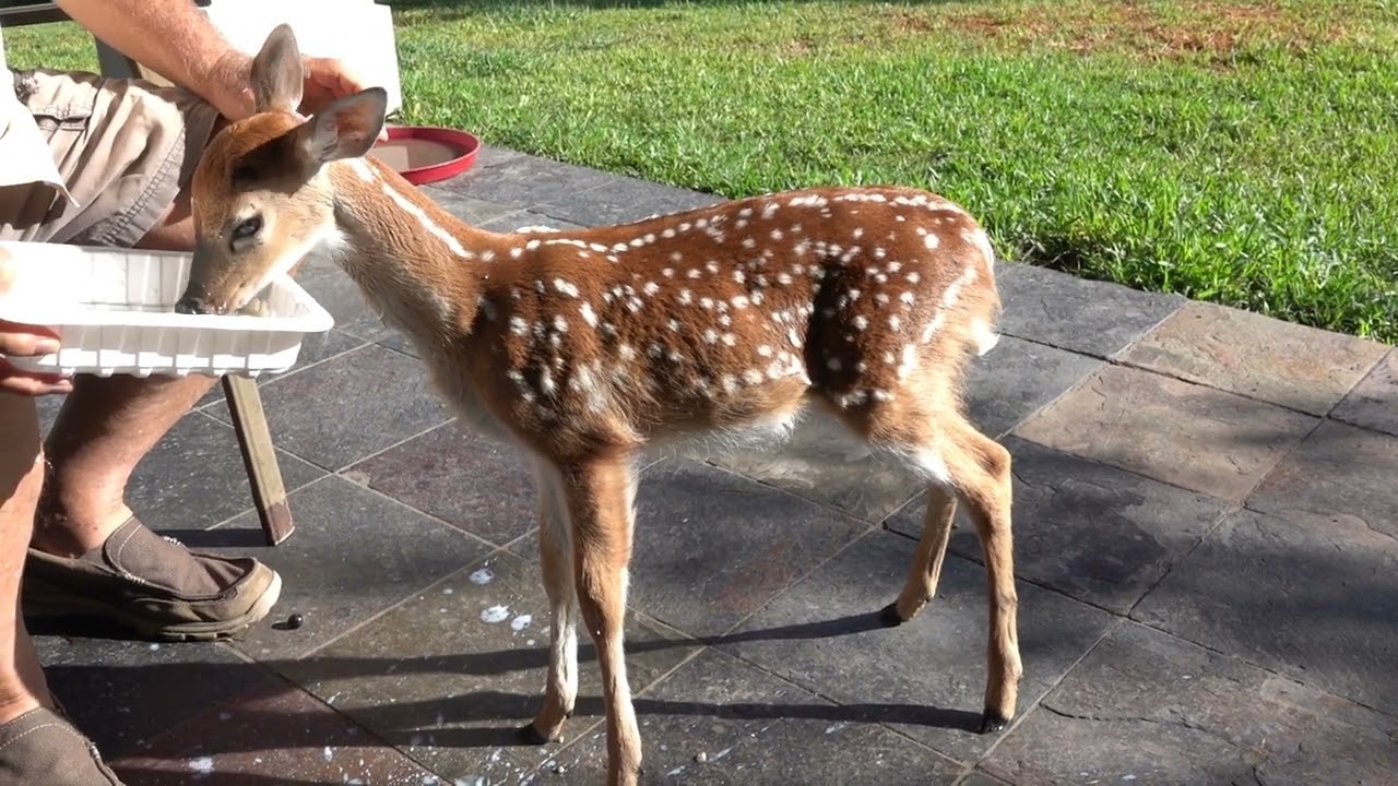 Breakfast with Bambi the Whitetail Deer Fawn (day 7)