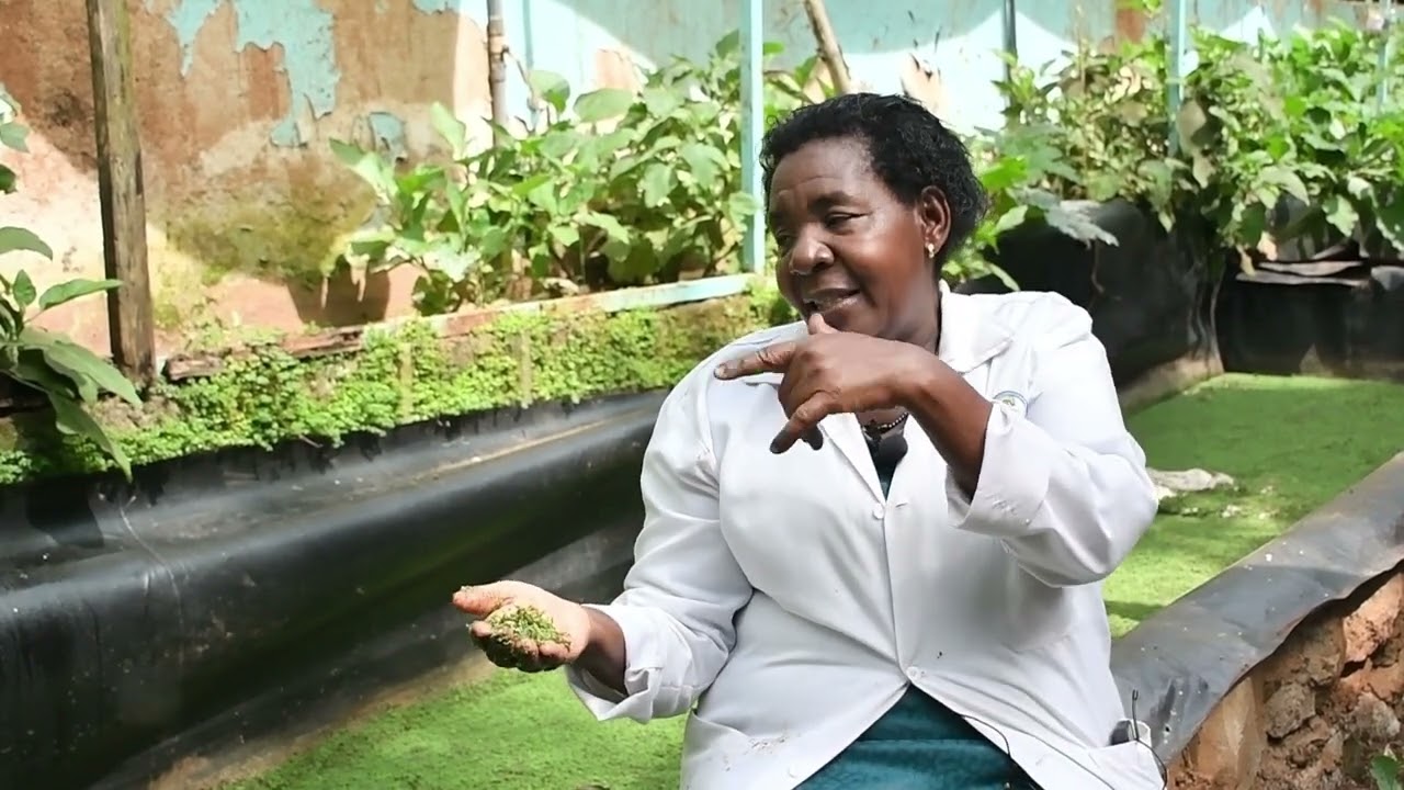 Margaret (Murang'a based farmer) benefits from Azolla farming.