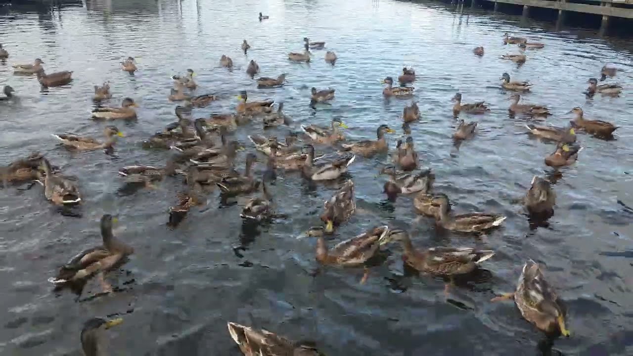 🇮🇪☘SO MANY HUNGRY MALLARD DUCKS🦆RUN WHEN FOODS GONE🍞KINNEGO MARINA IRELAND🇮🇪Subscribe🙏🏻LIKE🙏🏻#birds💓