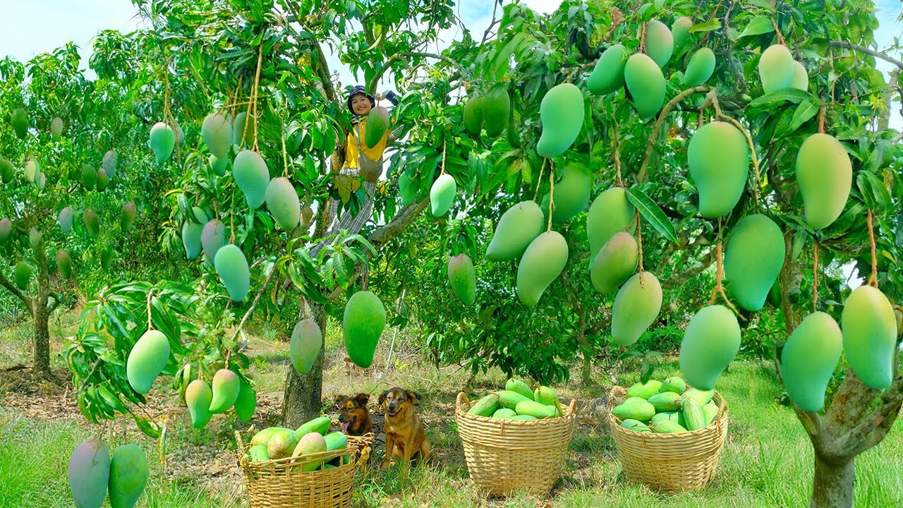 Harvesting Green Sand Mangoes Goes To Market Sell - Pet Care, Reinforcement of Luffa Trellis