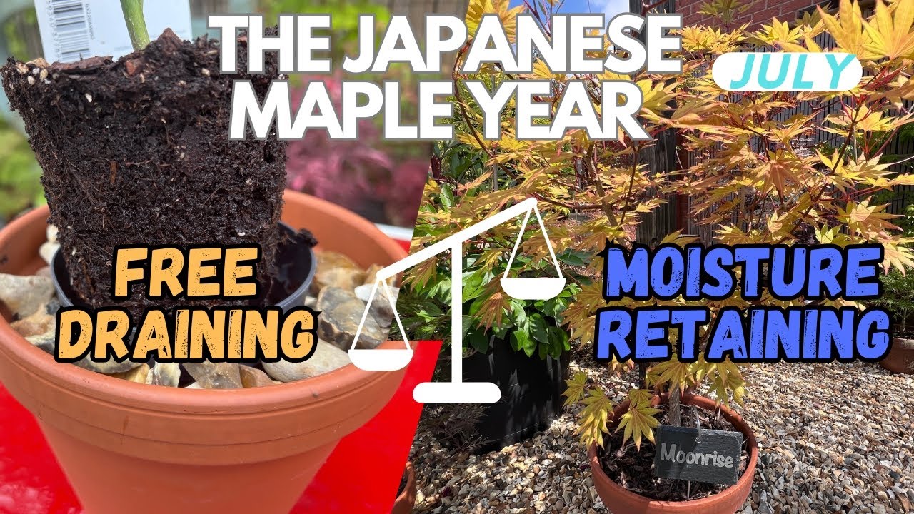 Japanese Maples: What’s the right compost for YOUR trees?