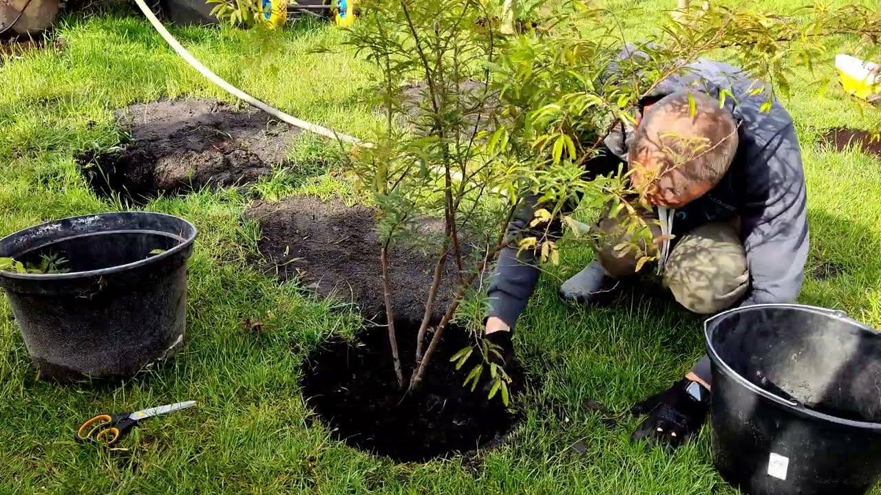 Kalliandra surinamska sadzenie do gruntu. Nie albizia - calliandra surinamensis