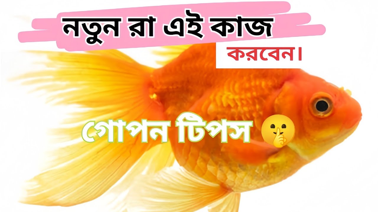 মাত্র ৩০ টাকাই মাছের ট্যাংক & মাছ kolmiAgrobd 🌿