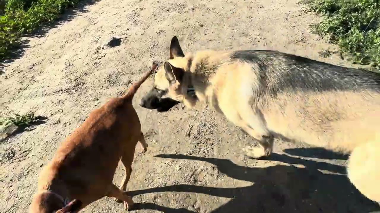Coffee and Gidget at Fiesta Island