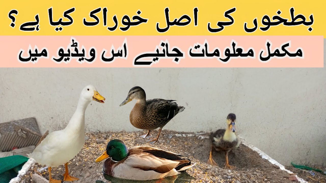 Ducks Complete Food Chart from Day 1 to Adult