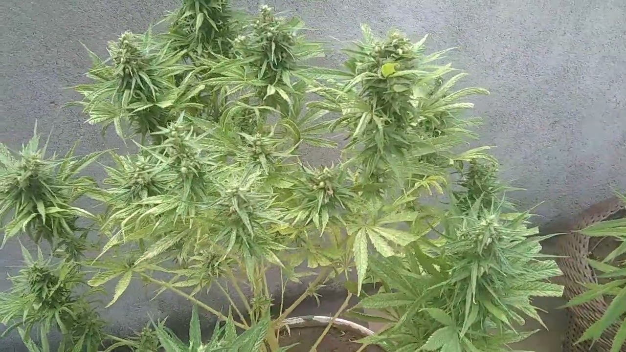 Como plantar maconha 🌱