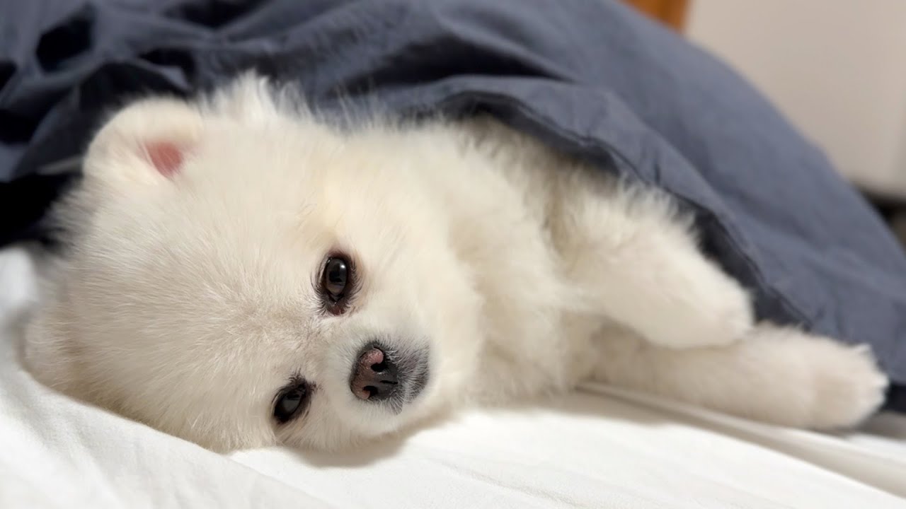 愛犬と２人きりの生活が始まりました