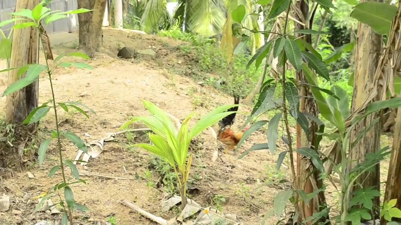 Dipabhavan Meditation Center