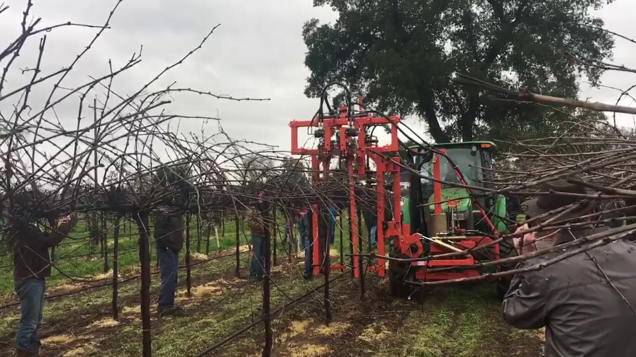 Machine Pruning Grapes on High Wire- Sickle Pruner