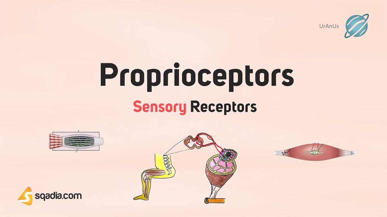 Sensory Receptors | Proprioceptors | Anatomy and Physiology of CNS and PNS