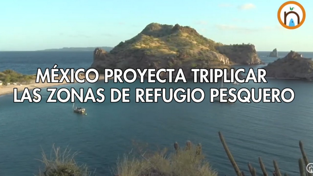 México proyecta triplicar las Zonas de Refugio Pesquero